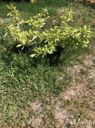 Пузыреплодник Амбер