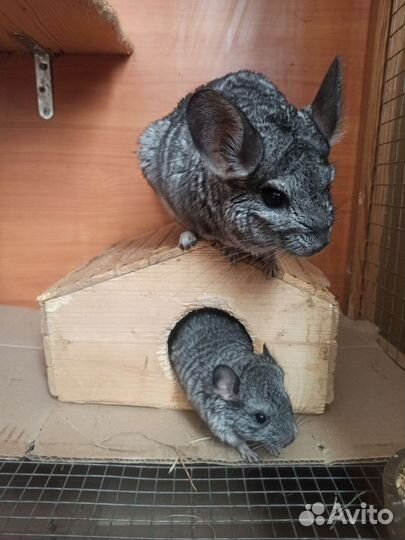 Семья шиншилл с клеткой