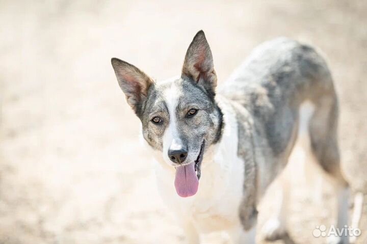 Собака в добрые руки отдам бесплатно