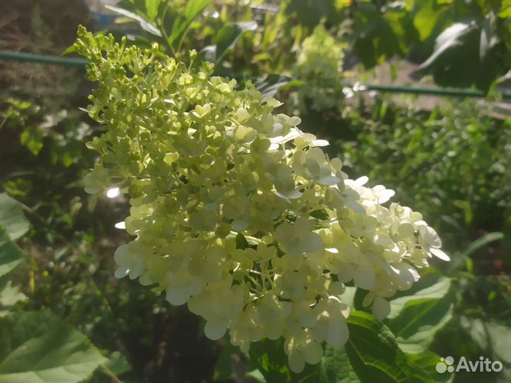 Саженцы гортензии метельчатой