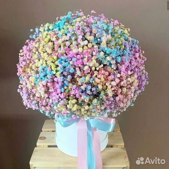 Гипсофила радужная