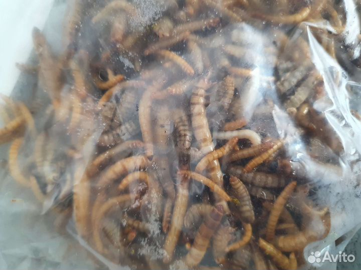 Кормовые насекомые сверчки зоофобус