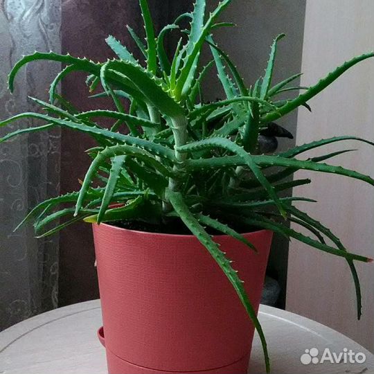 Продается цветки Алоэ 3-х, 5-ти лет