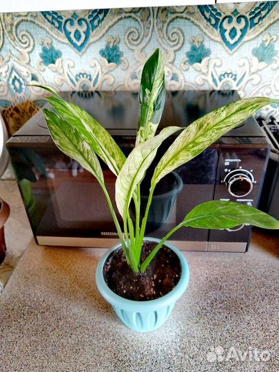 Спатифиллум Нью ван