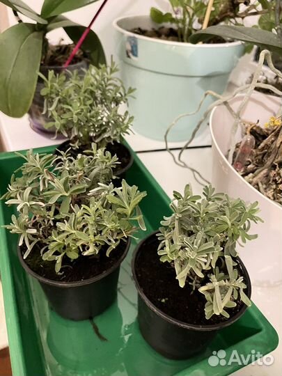 Лаванда в горшке