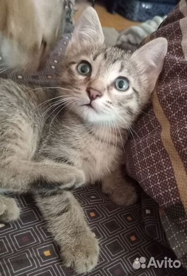 Котята в очень добрые,любящие ручки