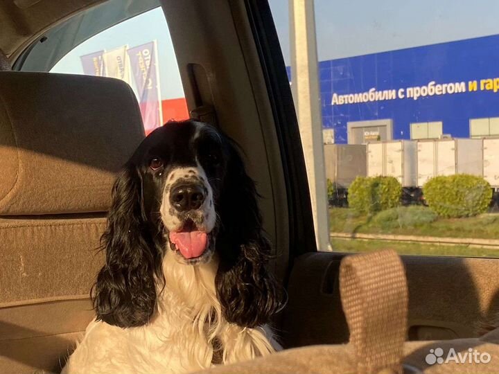 Русский спаниель вязка