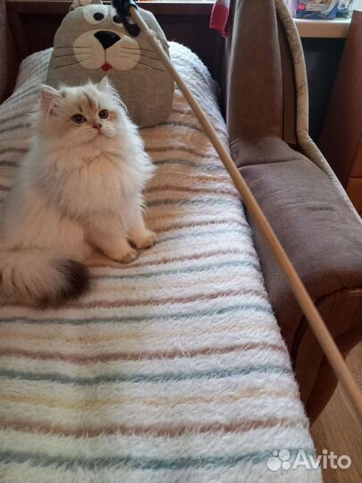 Британская длинношерстная девочка-валли