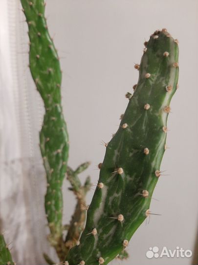 Опунция монаканта вариегата