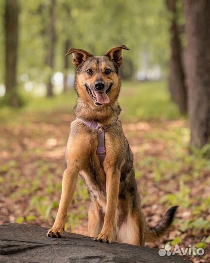 Небольшая собака в добрые руки отдам бесплатно