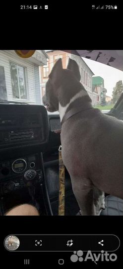 Вязка, кабель питбуля