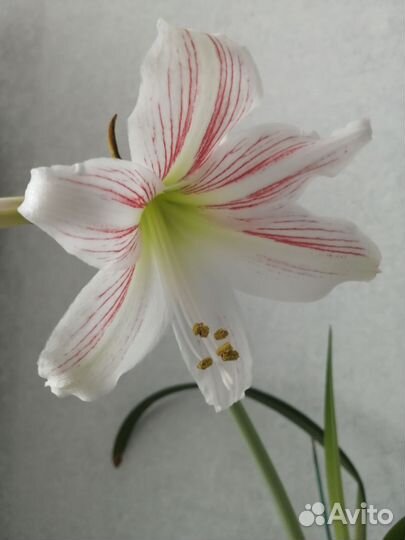 Гиппеаструм амариллис