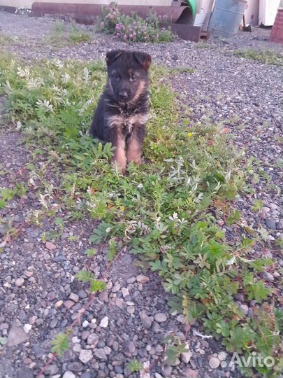 Немецкая овчарка