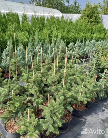 Туя Колумна. Туя Випкорд и другие. Растения