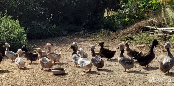 Утки хохлатые