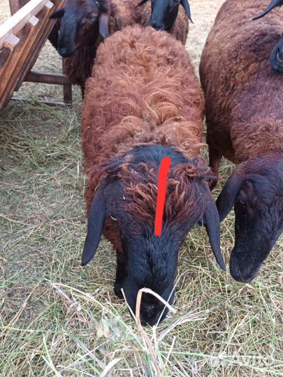 Свиньи живой вес