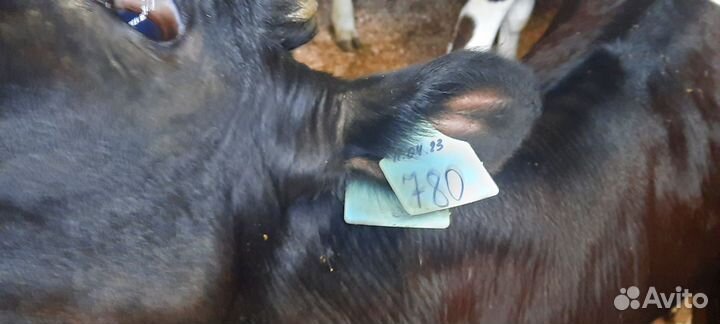 Бычок бычки телята теленок