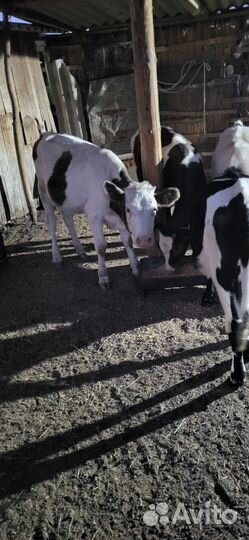 Продам телок