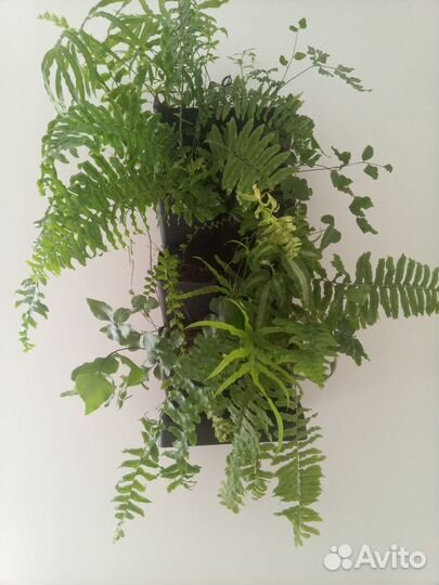 Живая фитокартина