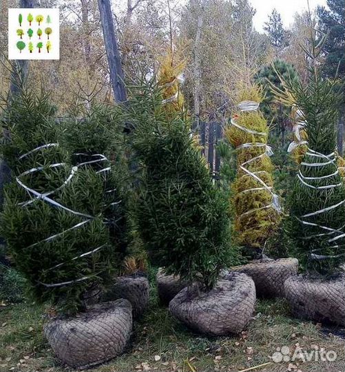 Саженцы ели опт