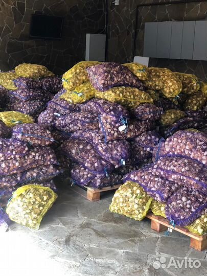 Луковицы тюльпанов