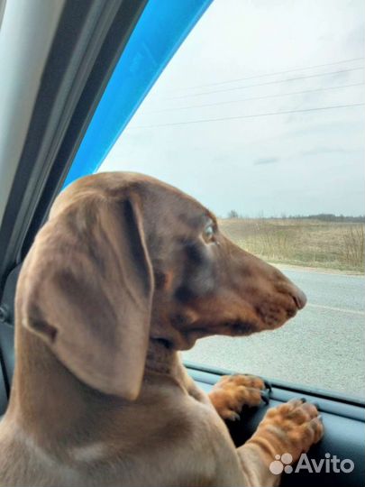 Такса на вязку