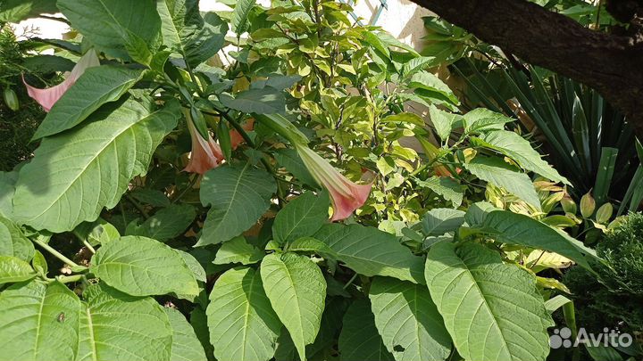 Бругмансия в горшке