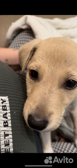 Верный друг