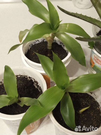 Растение золотой ус