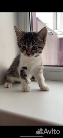 Европейская