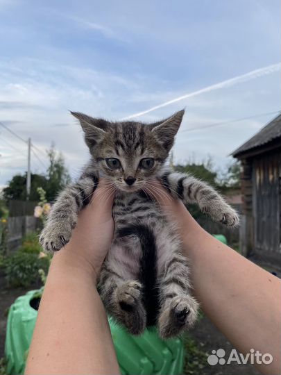 Котенок в добрые руки