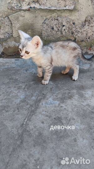 Котята бесплатно