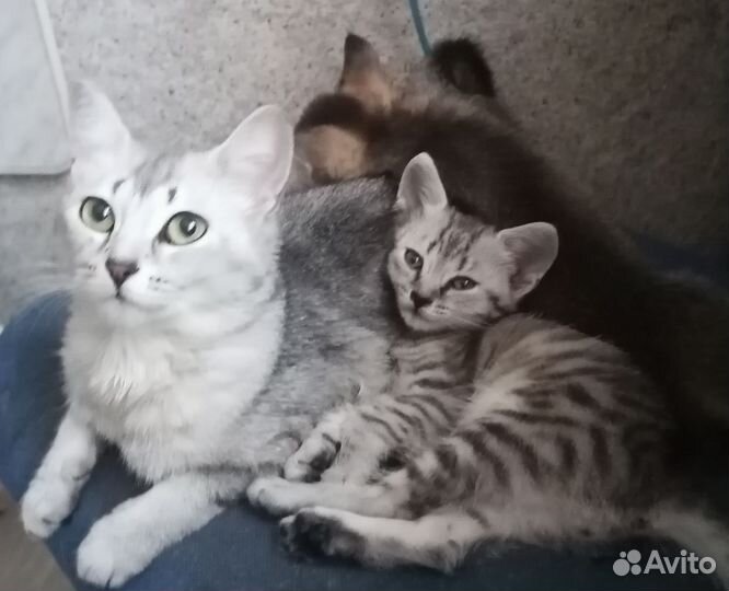Абиссинские котята