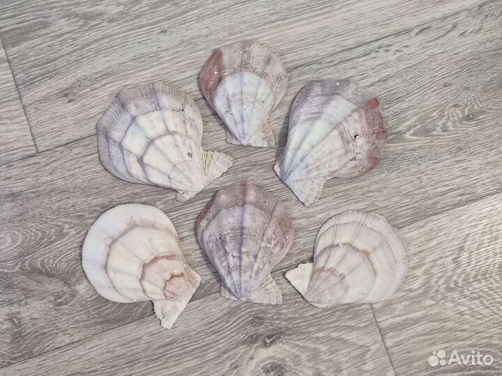 Морская ракушка морской гребешок