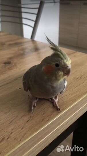 Говорящий попугай