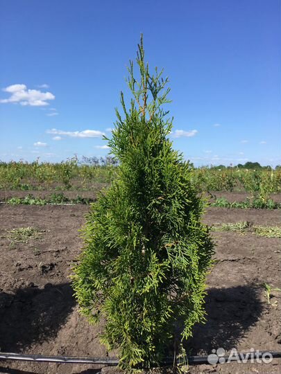 Туя смарагд