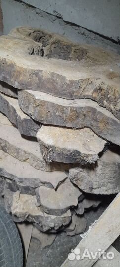 Поперечные спилы тополя пустотелые внутри