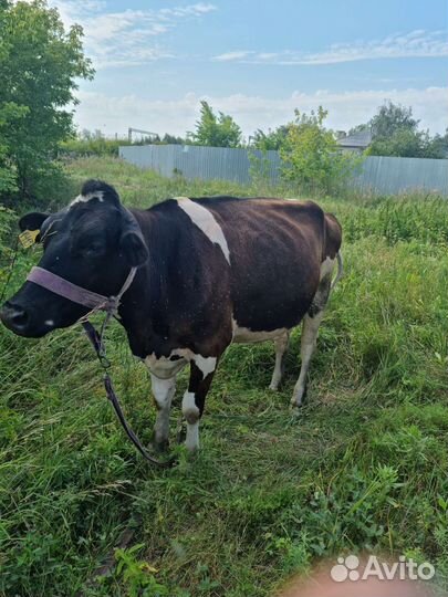 Корова стельная дойная