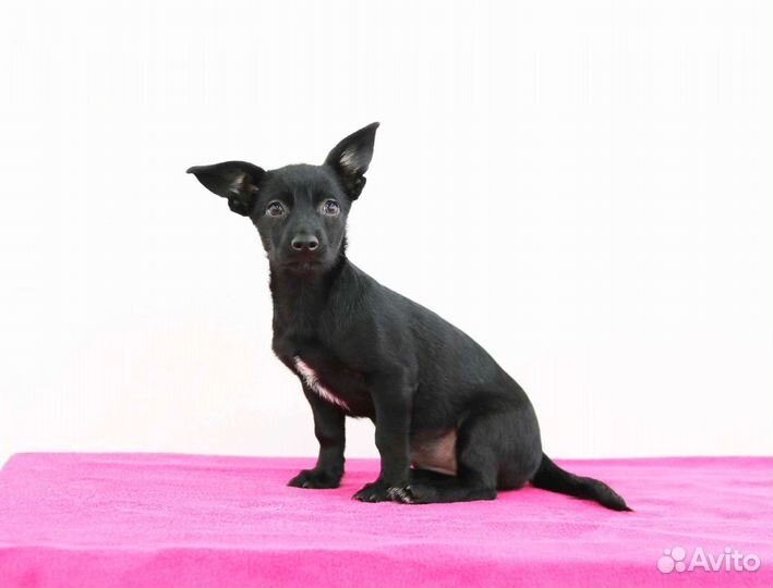 Малышка в семью