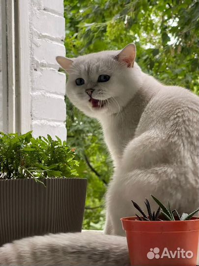 Кот шотландец на вязку