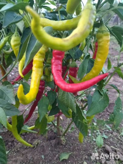 Перчик острый