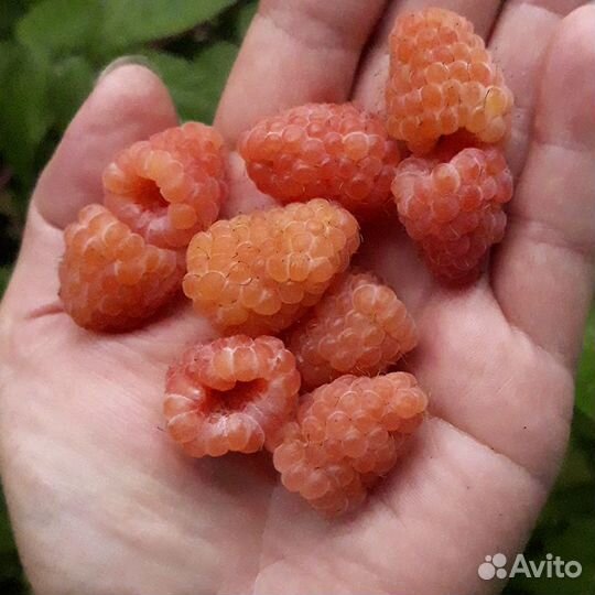 Малина ремонтантная саженцы