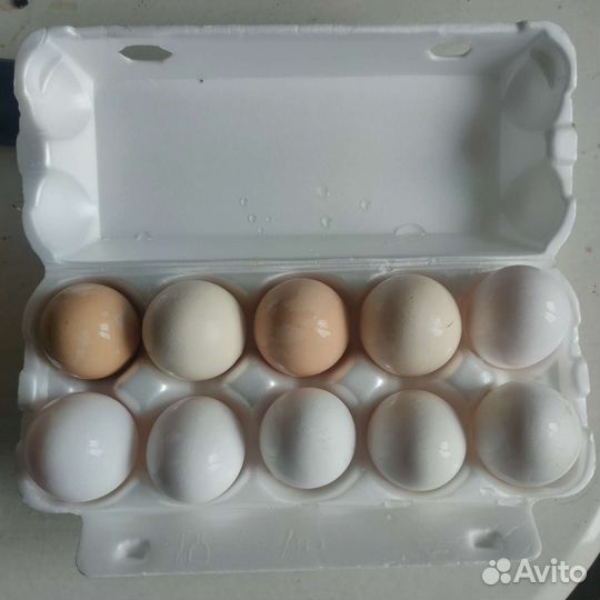 Домашние куриные яйца