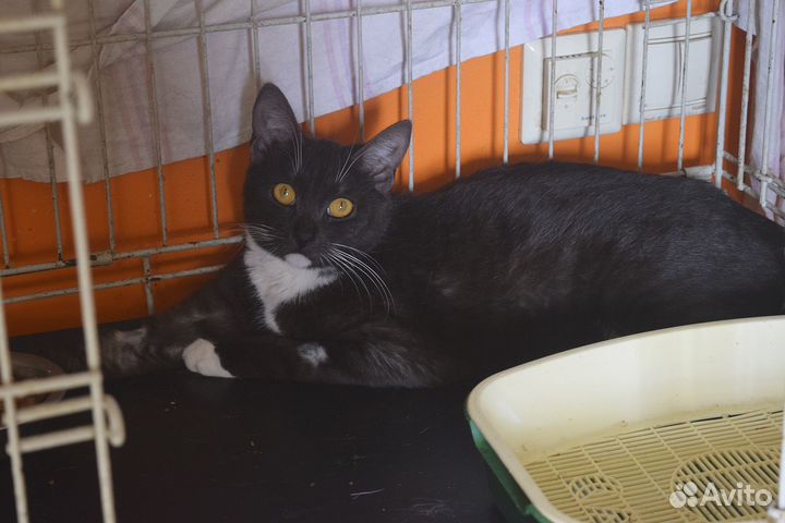 Спасите Фиджи из клетки