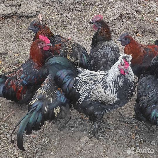 Петух амераукана