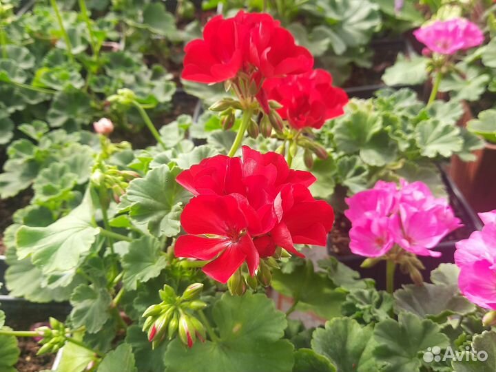 Пеларгония герань сортовая