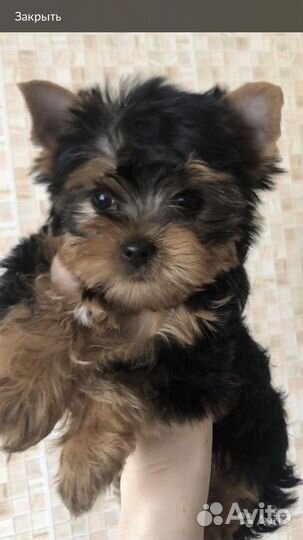 Йоркширский терьер мини