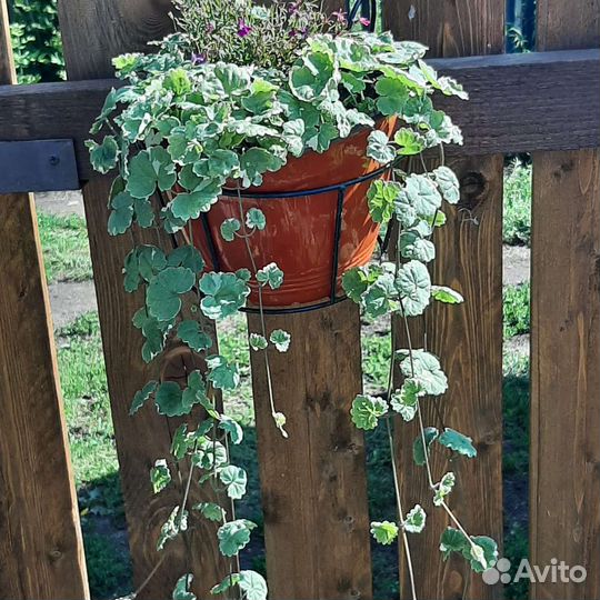 Ипомея батат