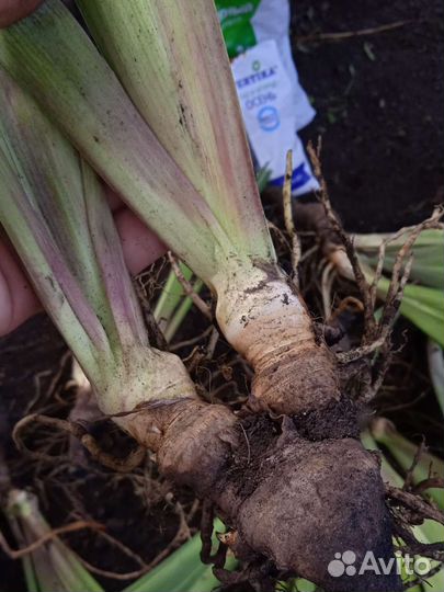 Ирис бородатый