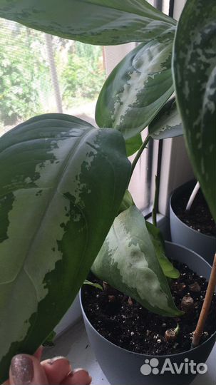 Аглаонема Патайя Бьюти